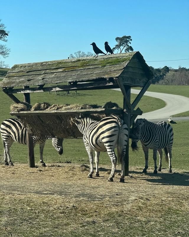 伍斯特周邊必衝！西密德蘭茲野生動物園保姆級攻略真實體驗
