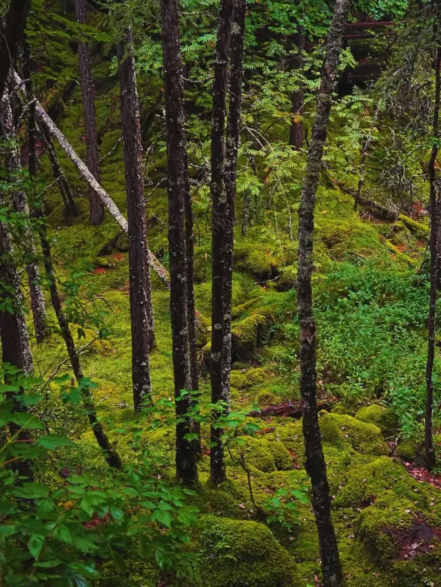 Yanbian-Baishan Exploration: Breathe in the Forest Air at This Ultra-Healing Destination