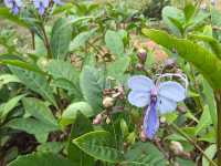 深圳筆架山體育公園 | 春日花箋