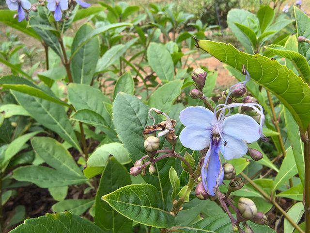 深圳筆架山體育公園 | 春日花箋