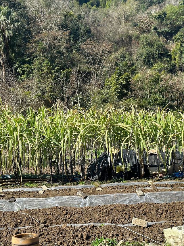 東山3日遊 玩轉全島不迷路 東山3日遊 玩轉全島不迷路