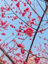 武漢1.5小時，直達「江南水鄉」你敢信嗎？