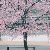 春遊記｜快來抄‼️辰山植物園無人絕美拍照點全攻略‼️