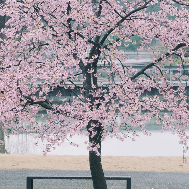 春遊記｜快來抄‼️辰山植物園無人絕美拍照點全攻略‼️