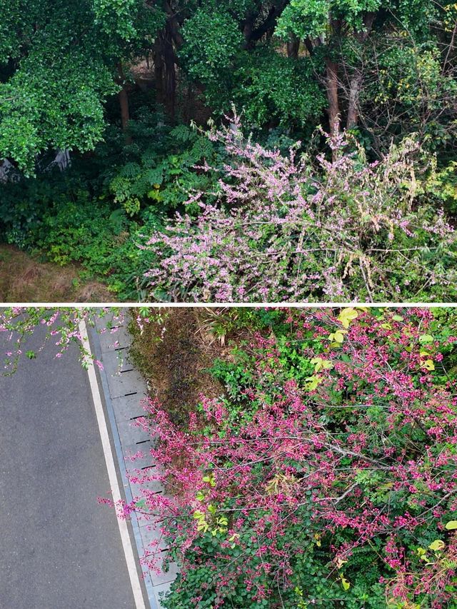 仙岳公園踏青攻略！週末帶上小夥伴一起賞花