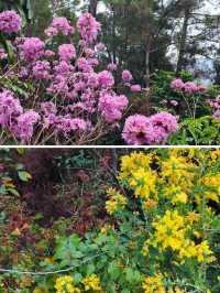 仙岳公園踏青攻略！週末帶上小夥伴一起賞花