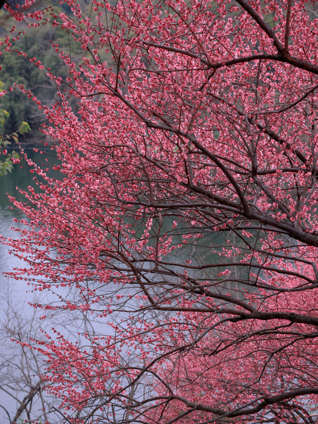 春有約，賞花不誤，這裡的梅花也太美了吧🌸