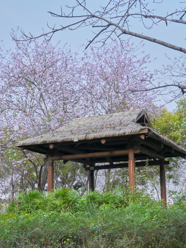 海珠湖公園：逃離CBD的治癒系氧氣春遊地！