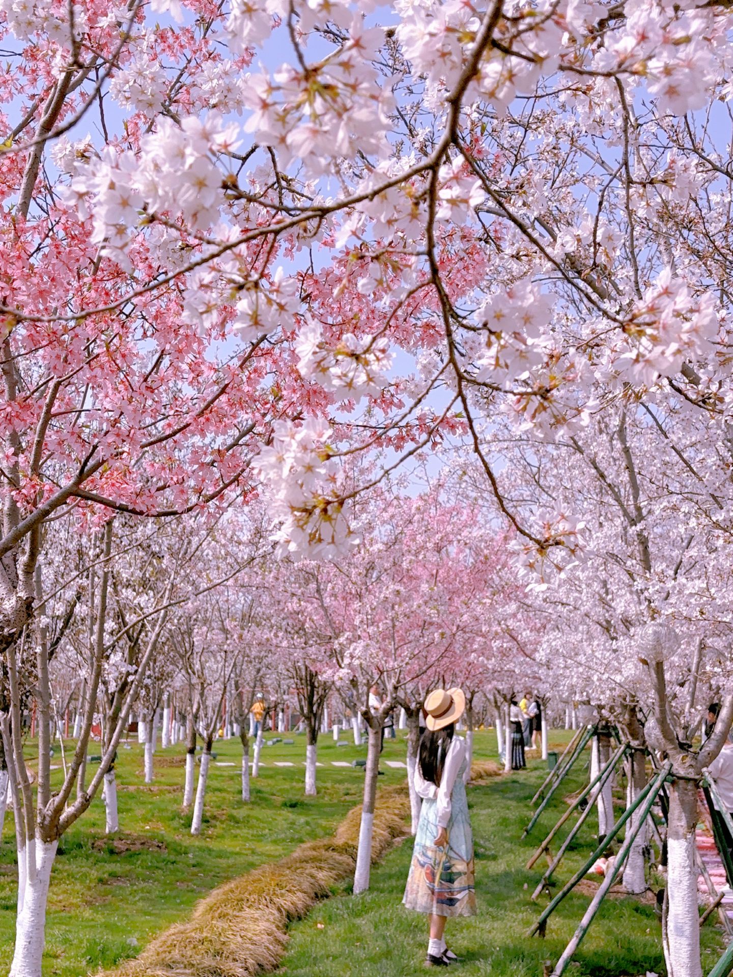 Escape the crowds! Jiangsu hides this treasure of a cherry blossom viewing spot.
