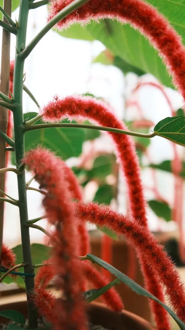Kew Gardens Bloom Alert: Titan Arum and Monet's Water Lilies