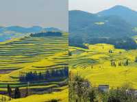 墜入金色海洋·雲南羅平油菜花