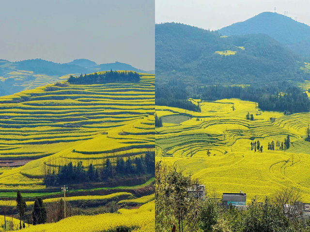 墜入金色海洋·雲南羅平油菜花