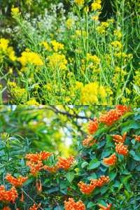 春日必住！泉州賞花方便就住呢間民宿