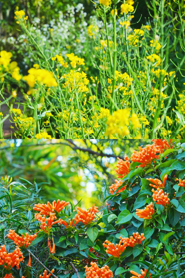 春日必住！泉州賞花方便就住呢間民宿