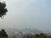 大雁山鮮花盛開，免費欣賞禾雀花