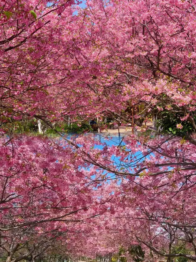 満開！| 99%の人が知らない穴場桜スポット