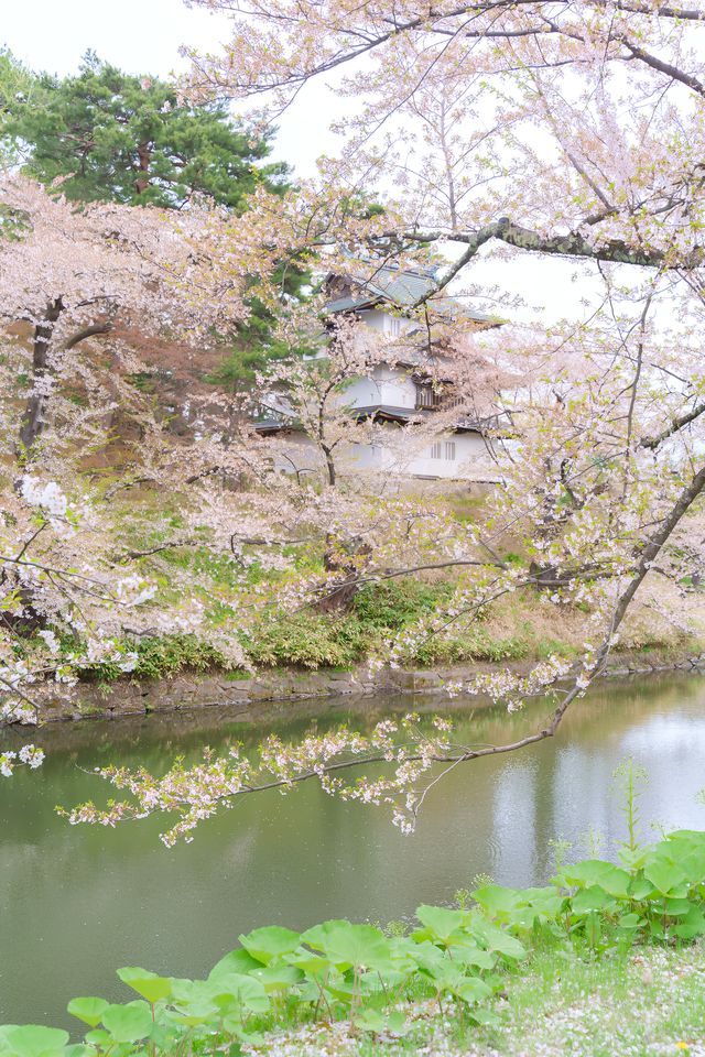 【青森】春日賞櫻～