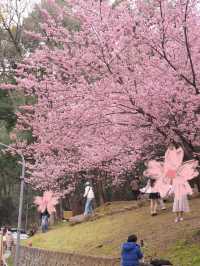 武漢大學櫻花城堡｜櫻花綻放的春日浪漫