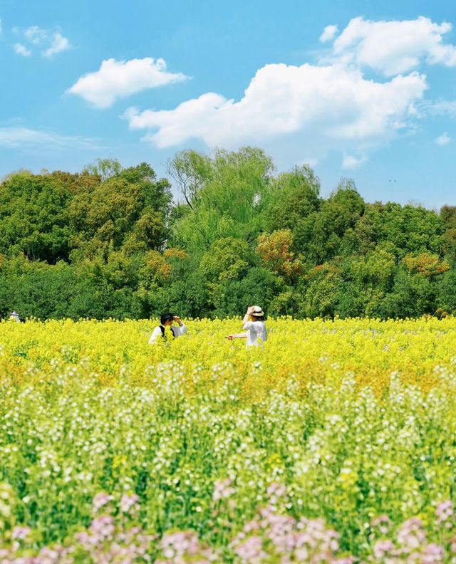 3.25實拍在蘇州彩色油菜花海開啦