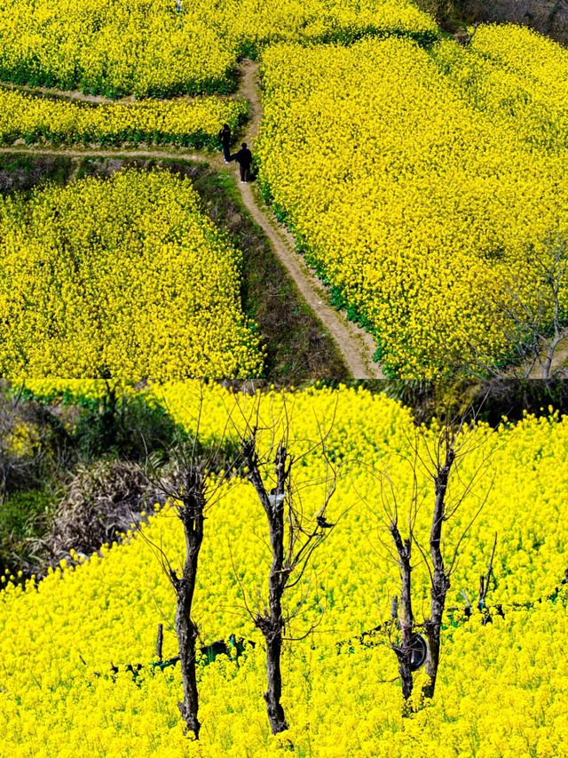 台州油菜花賞花攻略‖打卡避雷攻略