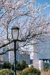 大連勞動公園嘅桃花已經靚到升華咗啦