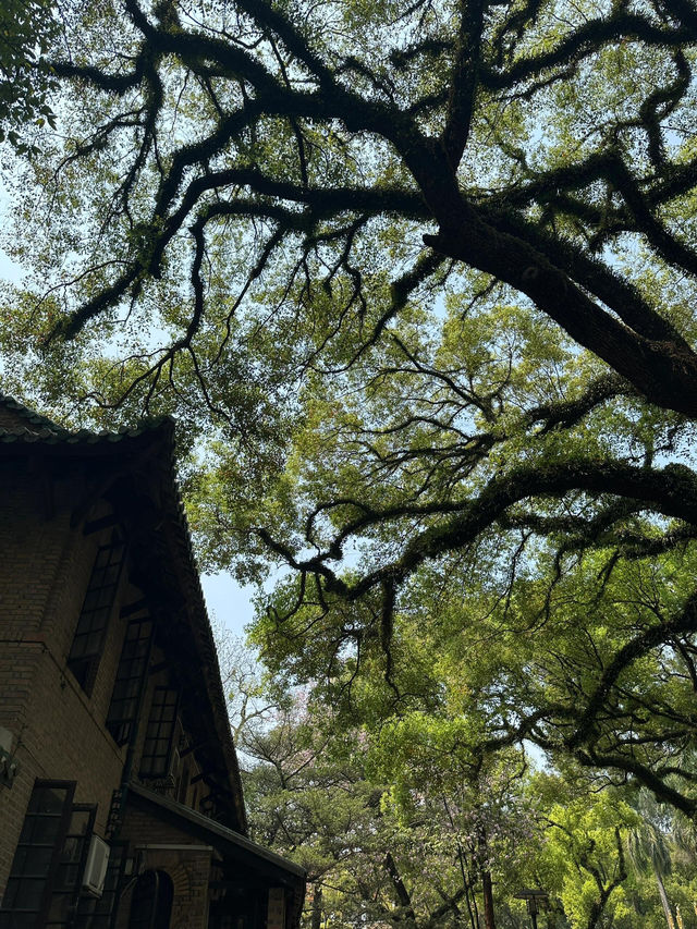 中大南校區：嶺南學府的詩意華章
