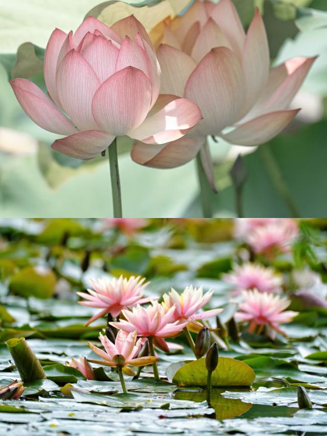 杭州賞荷花攻略，打卡避雷看這篇
