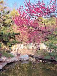 鄭州｜紫金山公園｜春日限定｜梅櫻共舞嘅浪漫奇遇