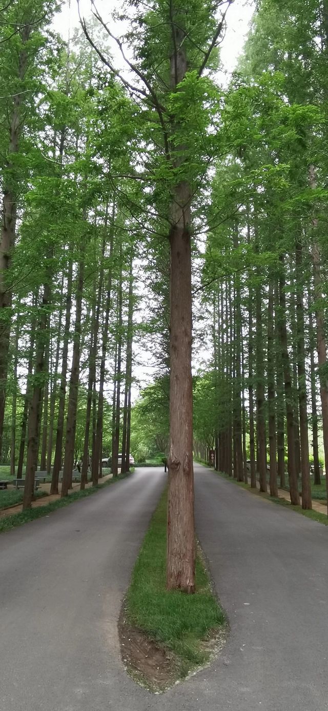 自駕蘇魯（21）海濱國家森林公園