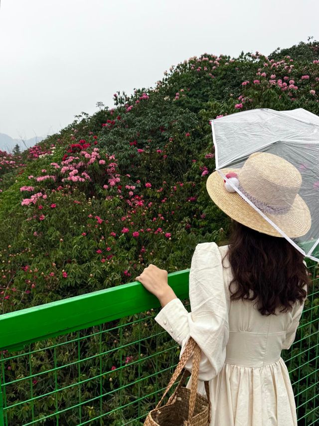 吐血整理！百里杜鵑最強遊玩攻略