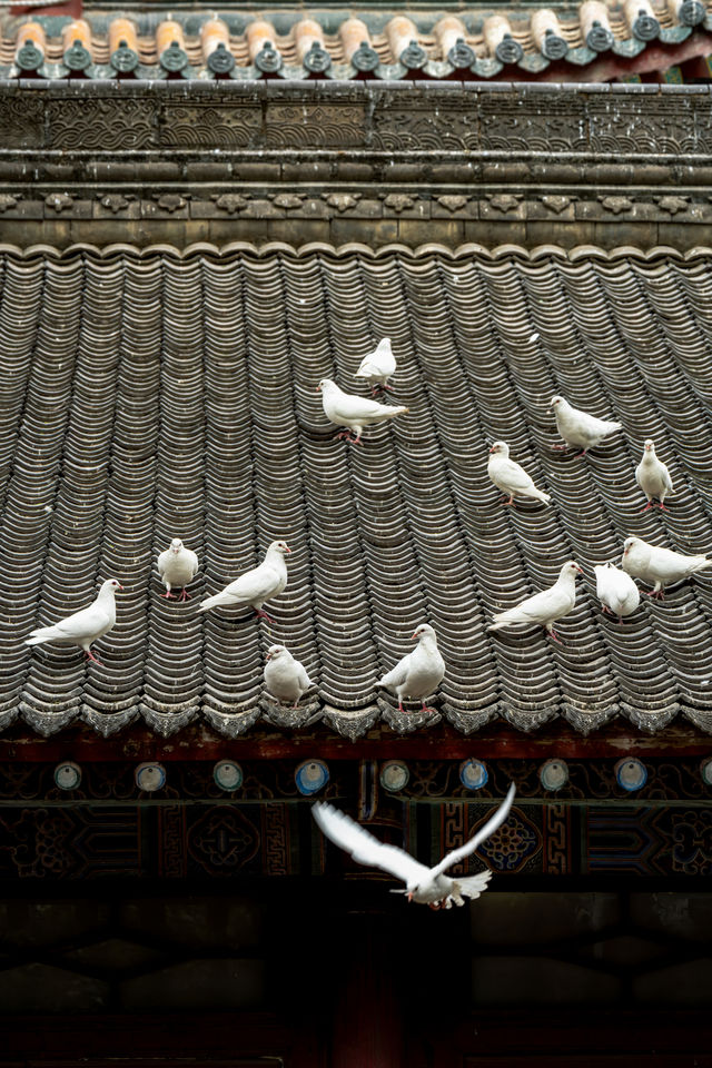 西安｜繡球花開大興善寺裡的春和景明