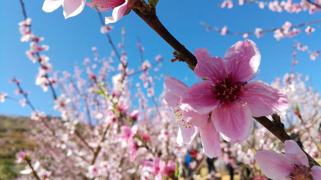 東江湖畔桃花漫，春季出遊指南