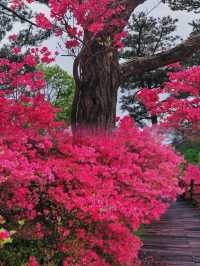 龜峰山杜鵑花海幾時開？最佳觀賞期係幾月？