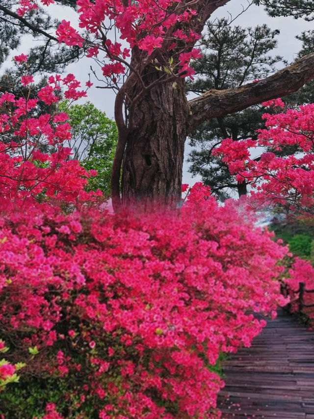 龜峰山杜鵑花海幾時開？最佳觀賞期係幾月？