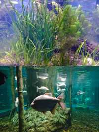 在廣州！與海洋精靈親密接觸的絕佳去處