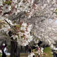 名古屋私藏櫻花地圖｜鶴舞公園的春日心動密碼