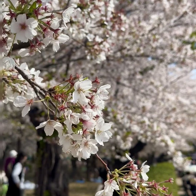 名古屋私藏櫻花地圖｜鶴舞公園的春日心動密碼