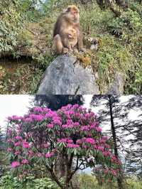 峨眉山 普賢菩薩嘅道場.信仰嘅聖山