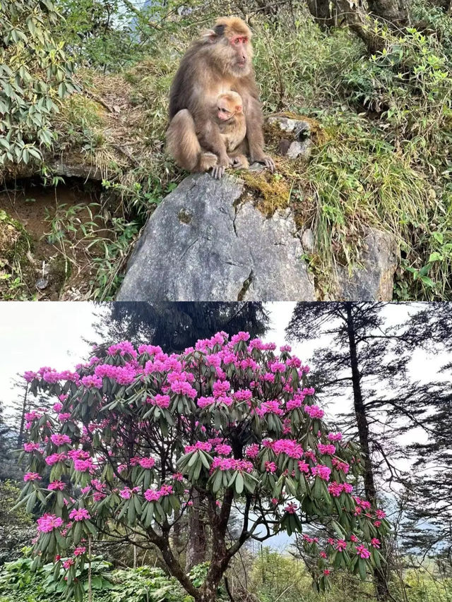 峨眉山 普賢菩薩嘅道場.信仰嘅聖山