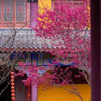 藏在貴陽寺廟裡的櫻花秘境！西普陀寺春日限定太絕了
