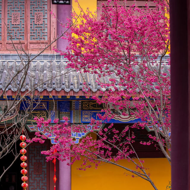 藏在貴陽寺廟裡的櫻花秘境！西普陀寺春日限定太絕了