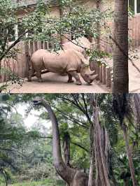 本地人嘅私藏！一篇搞掂重慶動物園嘅超全攻略，睇熊貓、影靚相！
