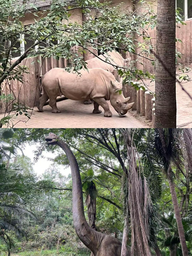 本地人嘅私藏！一篇搞掂重慶動物園嘅超全攻略，睇熊貓、影靚相！