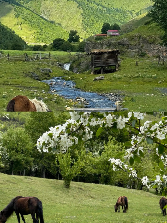 接下來的川西，是浪漫的俄色花海