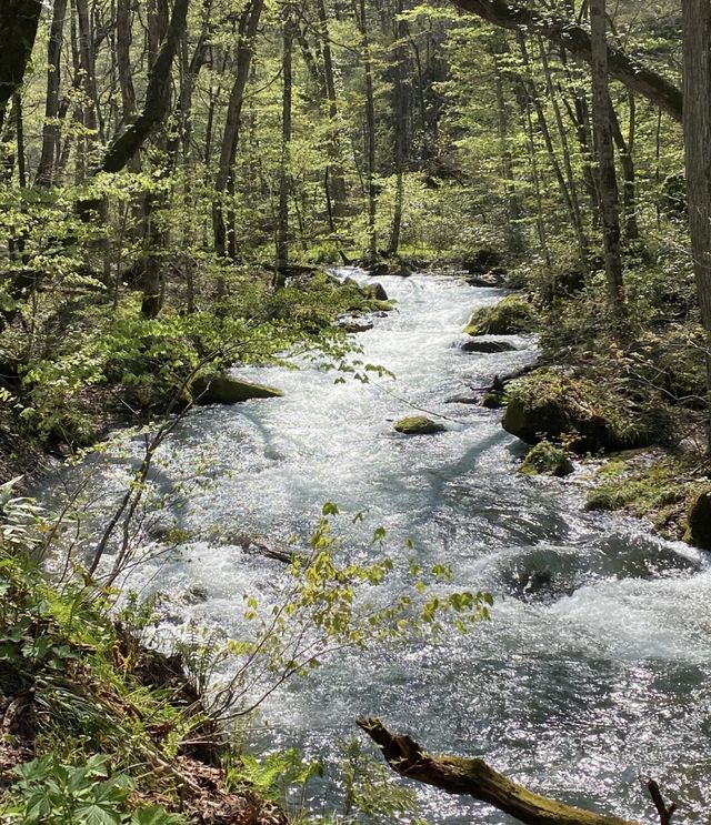 住進春天的青森山林