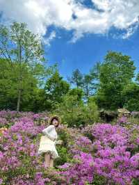 瀋陽周邊遊|搵到通往杜鵑花海嘅山間小路