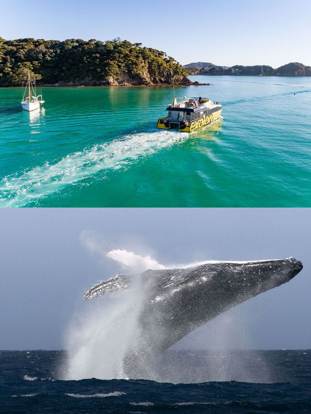 新西蘭奇妙動物探索之旅！與可愛生物不期而遇。