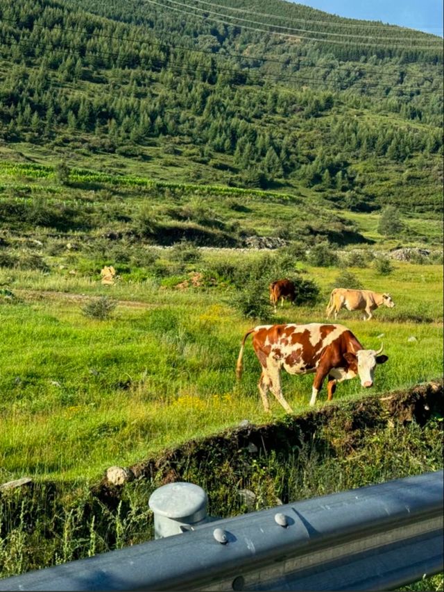 唔係阿勒泰，係山西皇姑山！