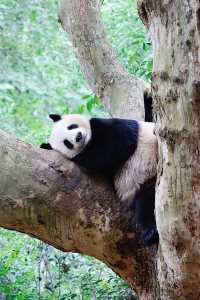 Top 9 Panda Adventures at Chengdu Research Base! 🎋🐼