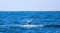 Snap Instant Live Photos on the Whale-Rich Shoreline